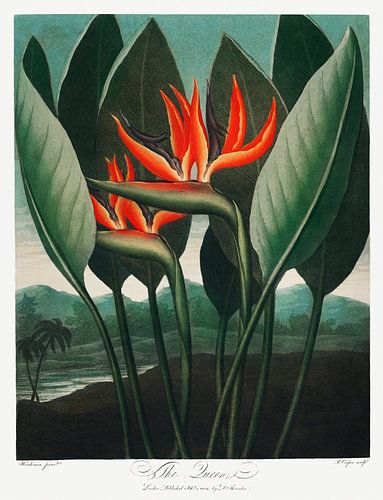 Die Königinnenpflanze aus The Temple of Flora (1807) von Robert John Thornton
