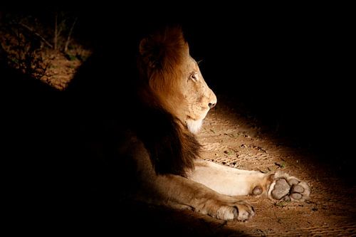 Leeuw by Willem Vernes