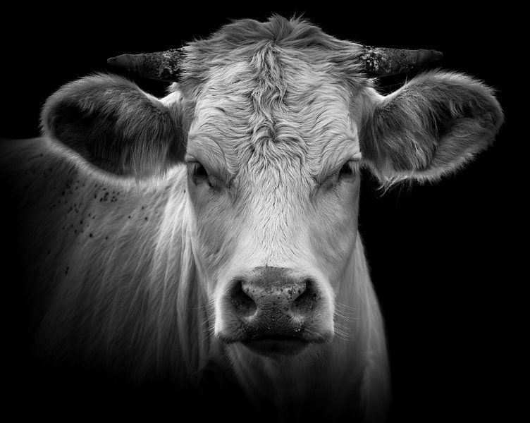 Kuh-Portrait von Karel Ton