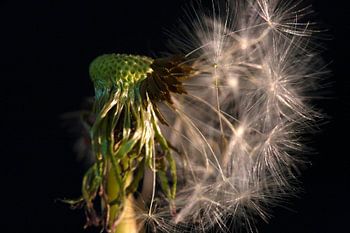 Pluisbal verloren in de tijd