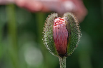Pavot peu avant la floraison - Bourgeon de pavot peu avant la floraison