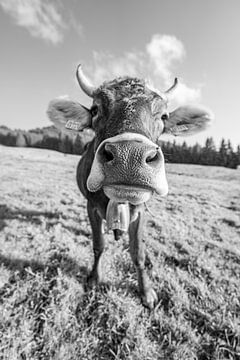 Douce vache de l'Allgäu avec vue sur le Grünten (noir et blanc) sur Leo Schindzielorz
