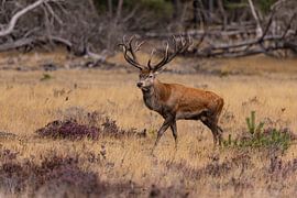 Red deer on the Hoge Veluwe, Netherlands