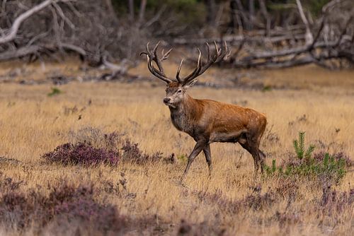 Red deer on the Hoge Veluwe, Netherlands