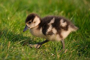 Ein paar Tage altes Nilgänsebaby