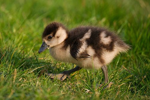 Een nijlgans kuiken van een paar dagen oud