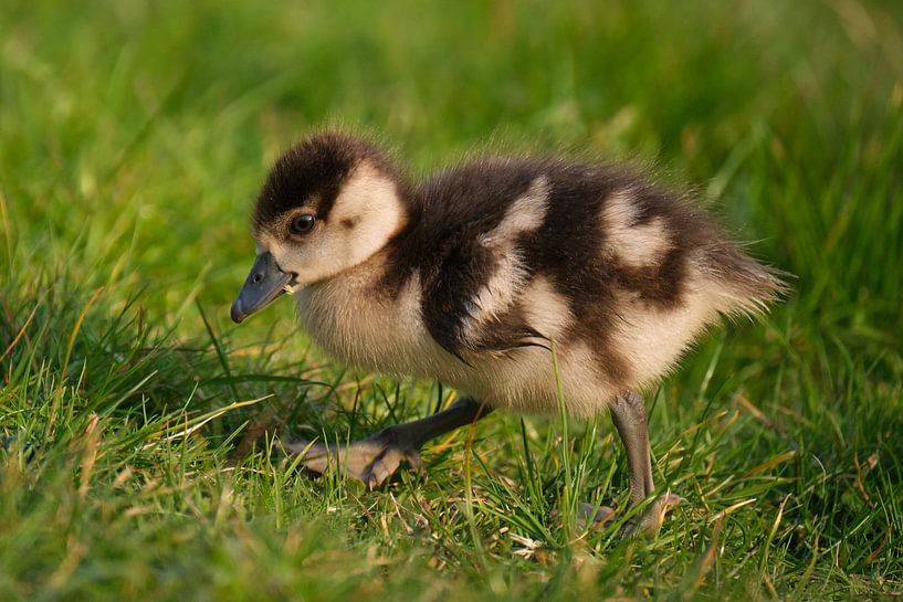 A few days old baby nile goose by Melissa Peltenburg