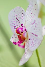 white purple orchid by studio photoflash