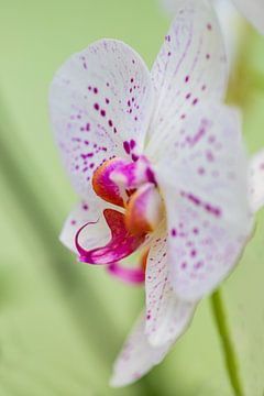 weiße lila Orchidee von marloes voogsgeerd