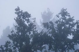 Bomen in de mist