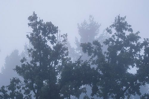 Bäume im Nebel