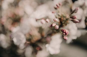 S'épanouir avec le bokeh
