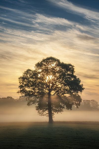 Seul dans le brouillard par Martin Podt