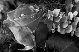 BLACK AND WHITE : ROSE IN OCTOBER by Photoart-Naegele