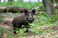 Wild boar