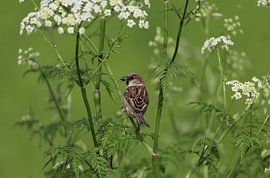 Abendessen von Marco van de Pol