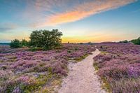 Pad door de heide