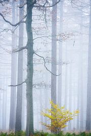 Fog in fairytale forest by Francis Dost