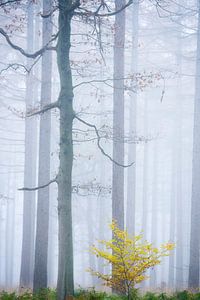 Brouillard dans la forêt des contes de fées sur Francis Dost