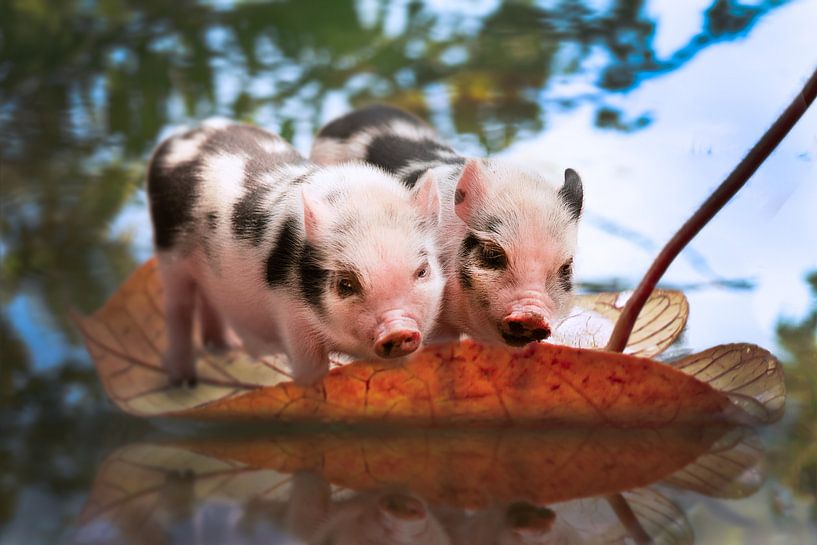 Ferkel in Bewegung von Kim van Beveren