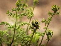 Spring forest