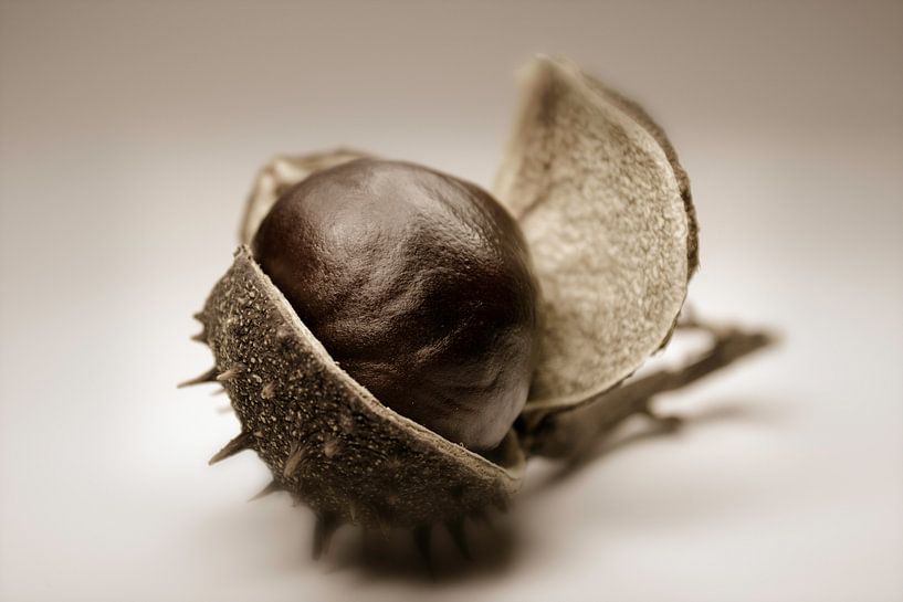 Kastanie by Dagmar Marina