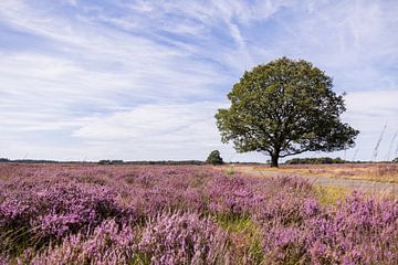 Paarse heide in Drenthe van Lydia