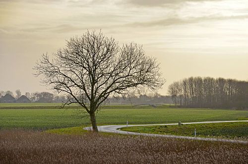 Tree in Groningen, the Netherlands