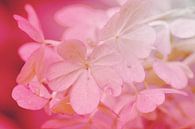 Zart in pink by Roswitha Lorz thumbnail