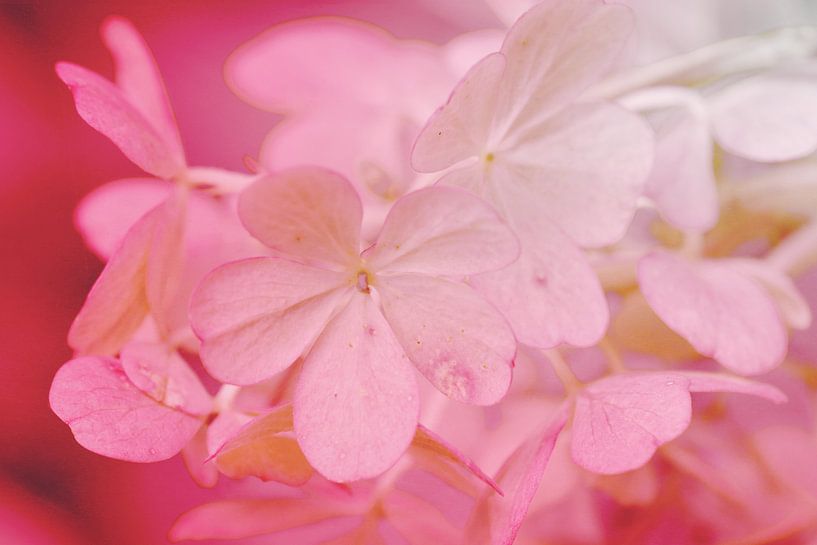Zart in pink by Roswitha Lorz