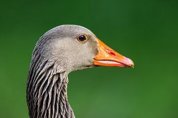 Grauwe gans (Anser anser) van Dirk Rüter