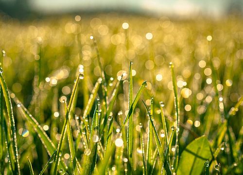 Zonsopgang met dauwdruppels boven de Allgäu