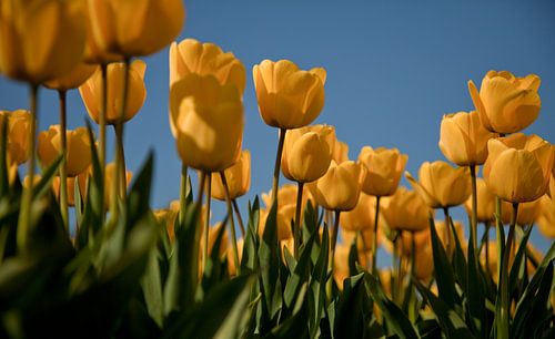 Tulpen in kikkerperspectief_01
