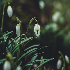 Snowdrop sur Floor Schreurs