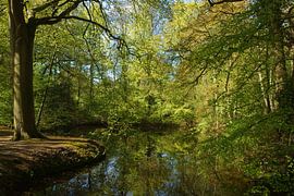 Bos in de lente von Michel van Kooten
