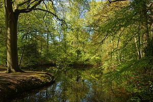 Bos in de lente