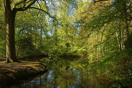 Bos in de lente