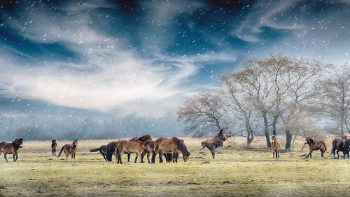 Exmoorpony`s in de weide 18