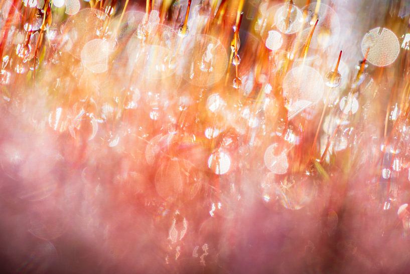 colourful abstract moss by Jan Linskens