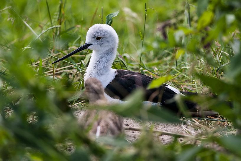 Stelzenholz : Tierpark Blijdorp von Loek Lobel