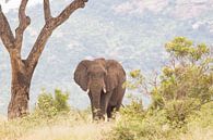 Afrikanischer Elefant von Lenie de Boer Miniaturansicht