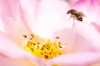 a rose and its stamens with insect in the background