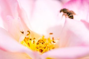 eine Rose und ihre Staubblätter mit Insekten im Hintergrund von Marc Goldman