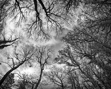 Treetops van Leopold Brix