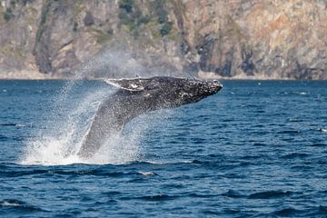 Springende bultrug walvis in Alaska