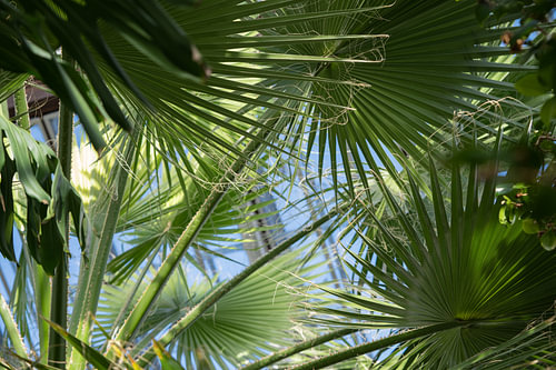 Palmboombladeren op de achtergrond van het raam van de blauwe luchtgedachte. Tropische achtergrond