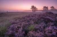 Sonnenaufgang in der Heide