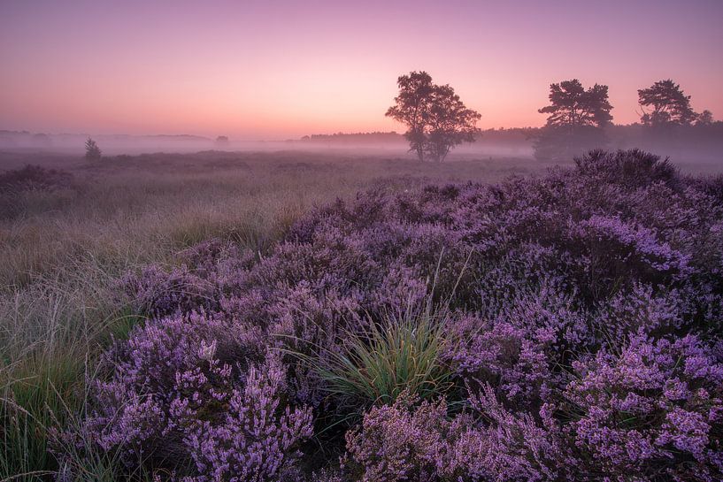 Sonnenaufgang in der Heide von Jacco van Son