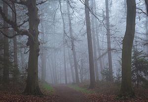 Magie im Nebel von René Jonkhout