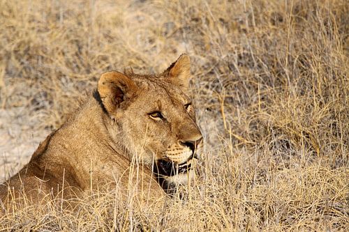 mannetjesleeuw in Etosha